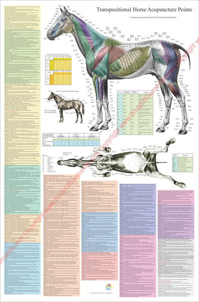 Large equine veterinary acupuncture points poster