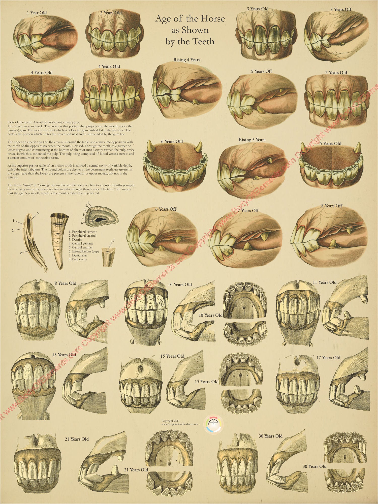 Horse Teeth Age horse-teeth-age