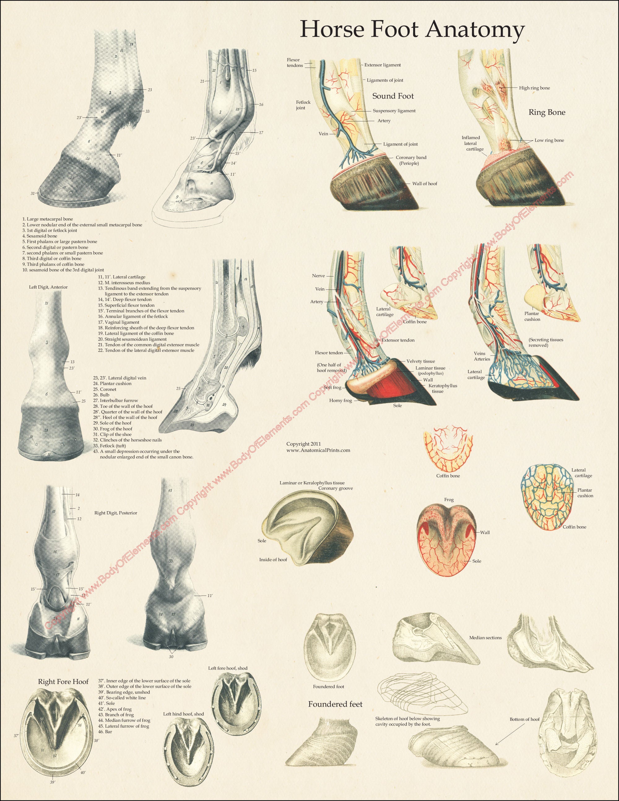 Horse Hoof Anatomy Chart