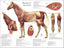 Horse muscle anatomy poster