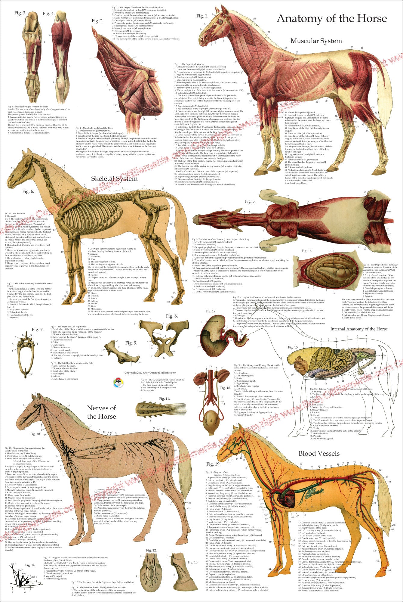 Horse anatomy poster