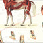 Muscle and hoof anatomy of the horse