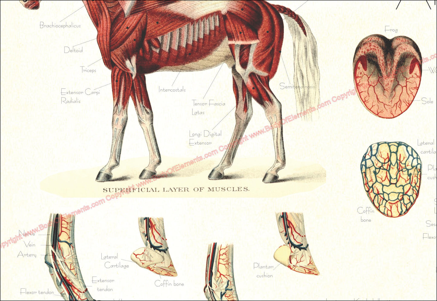 Muscle and hoof anatomy of the horse