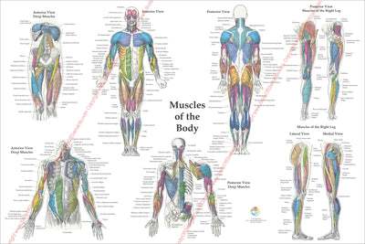 Muscle Anatomy Poster Anterior Posterior Deep Layers 24 X 36