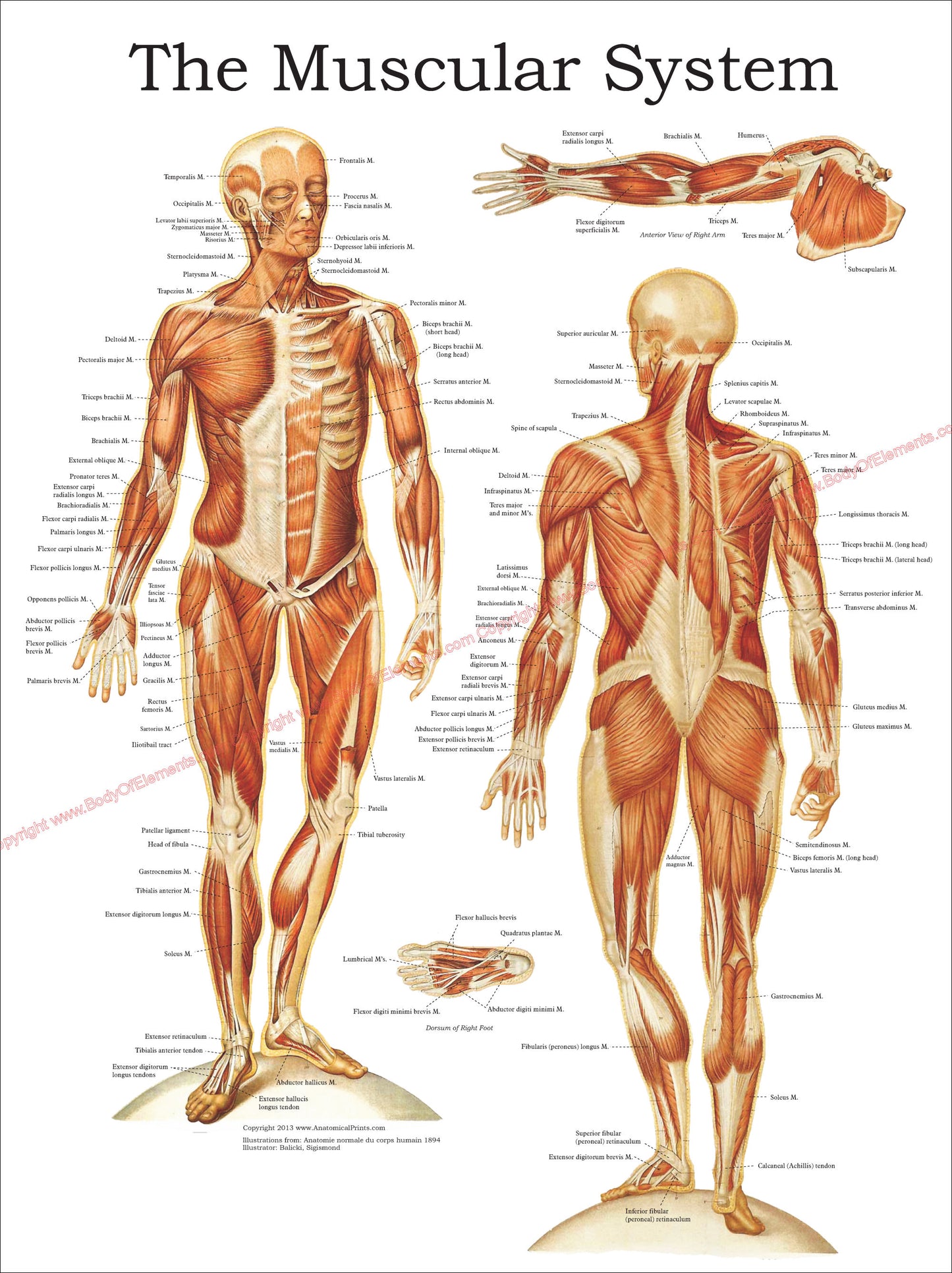 The Muscular System Anatomy Poster 18" X 24"