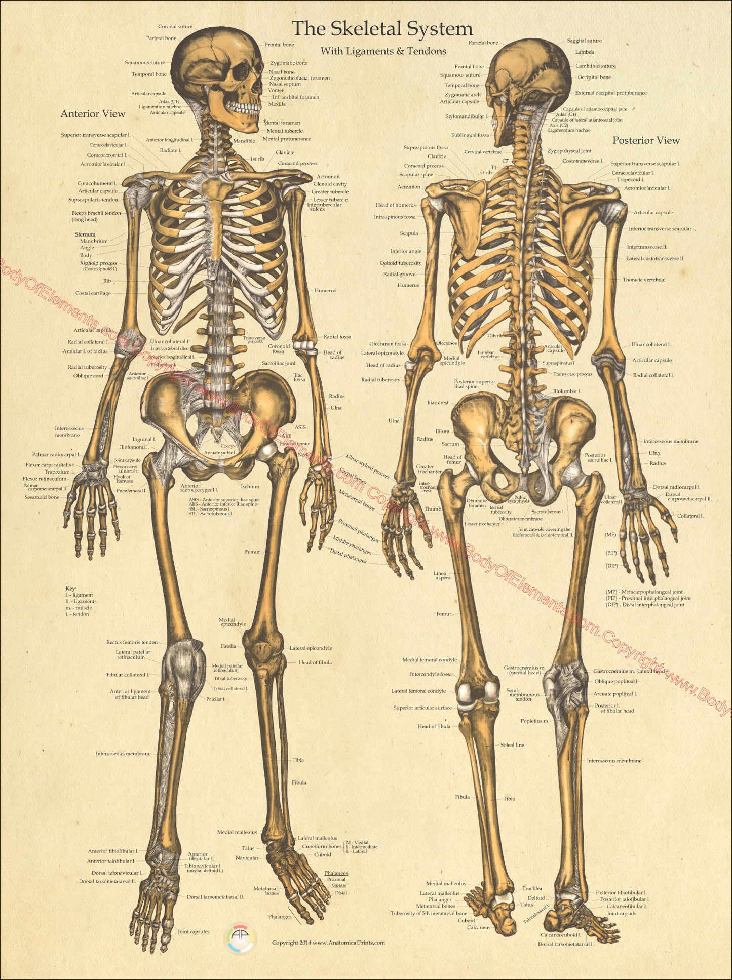 Human skeletal anatomy poster