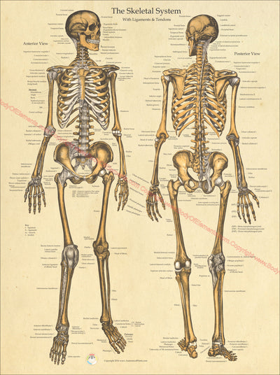 Human skeletal anatomy poster