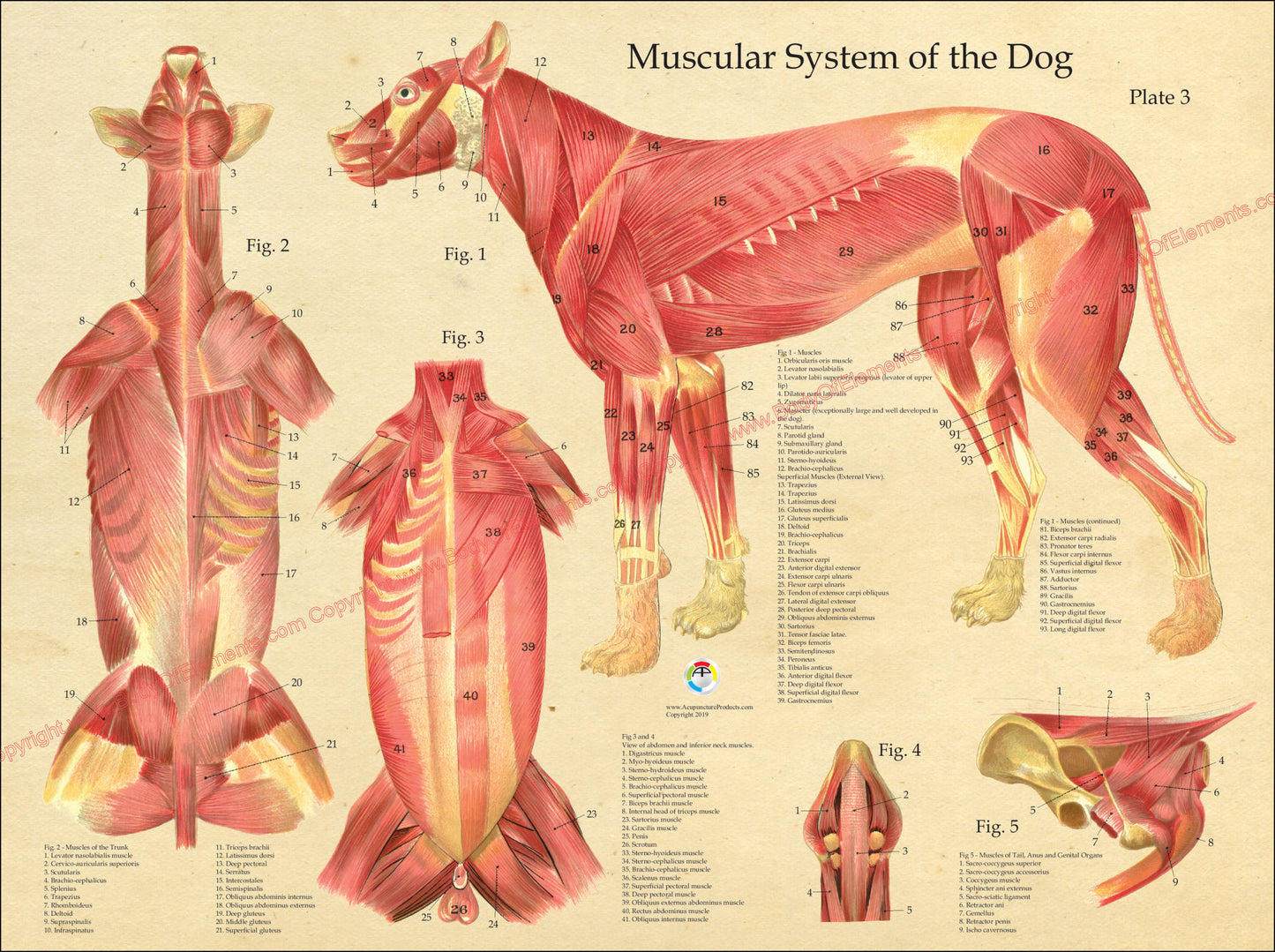 Dog muscle anatomy poster