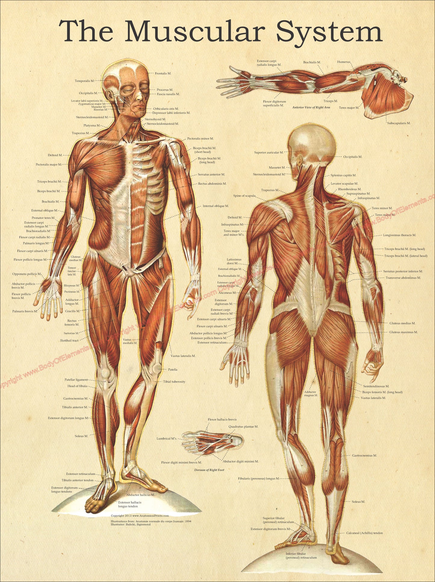 The Muscular System Anatomy Poster 18" X 24"