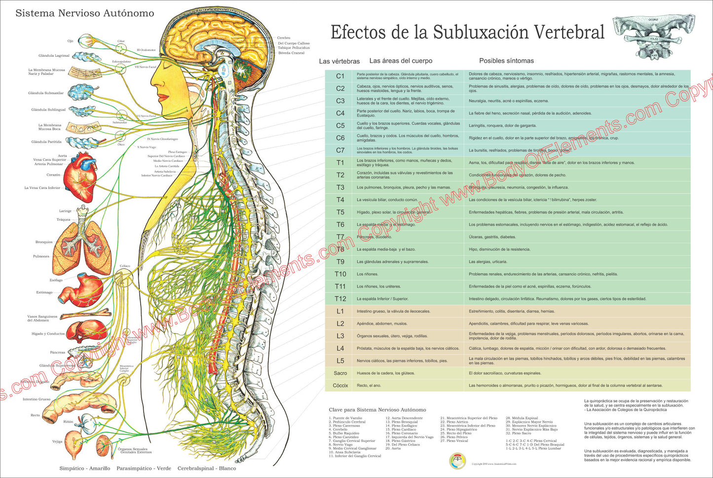 Sistema nervioso autonomo subluxacion vertebral