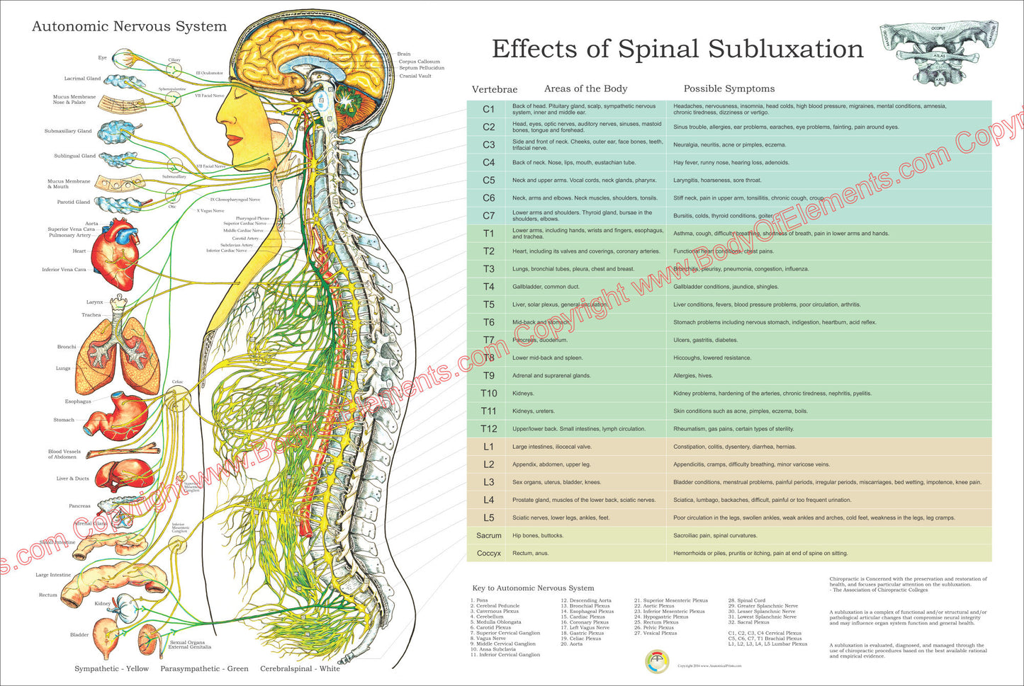 Effects of spinal subluxation wall chart