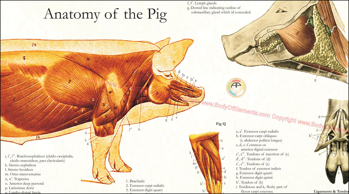 Pig Anatomy Poster