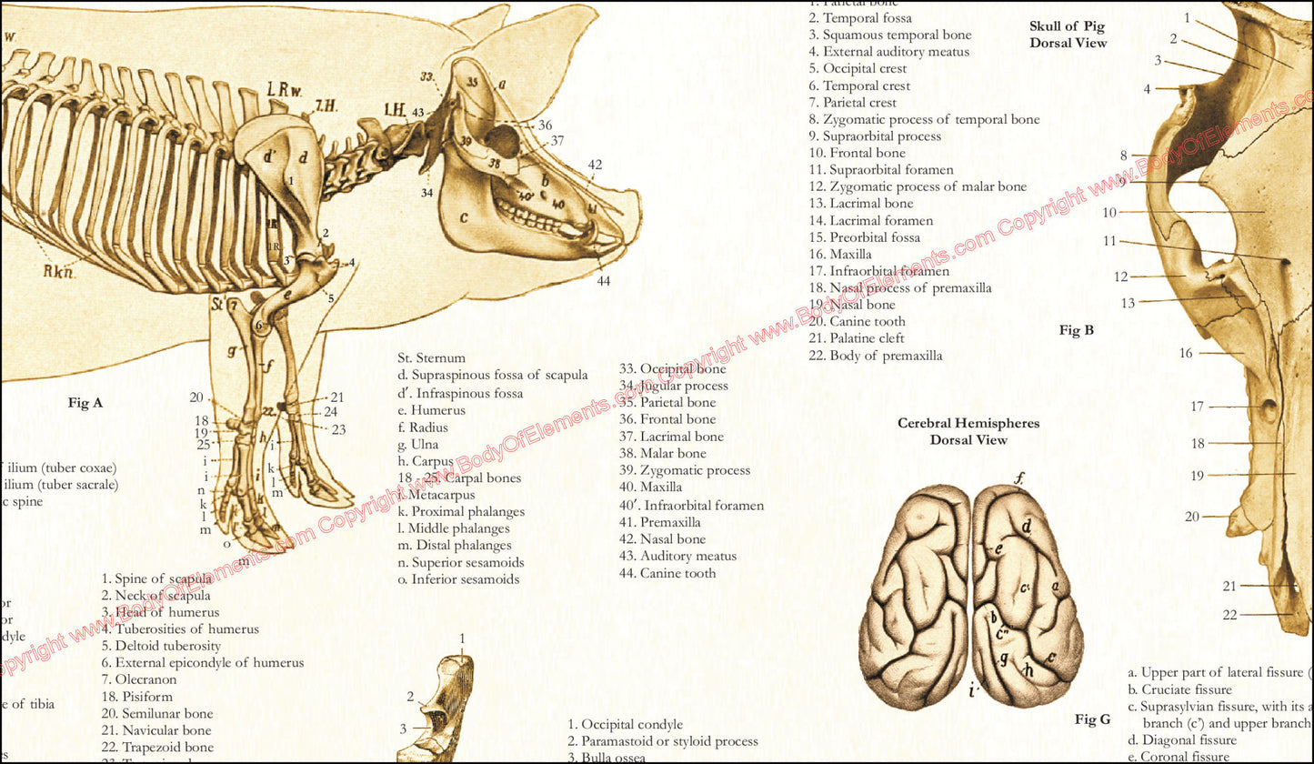 Pig Anatomy Poster