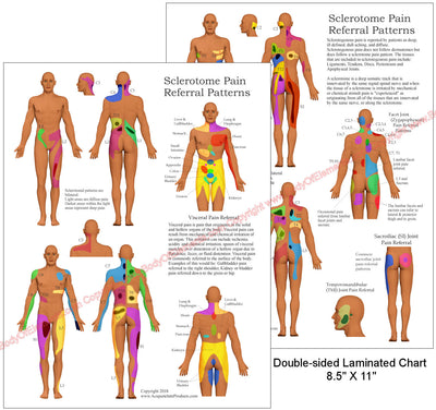 Sclerotome and Visceral Pain Referral Chart 8.5" X 11"