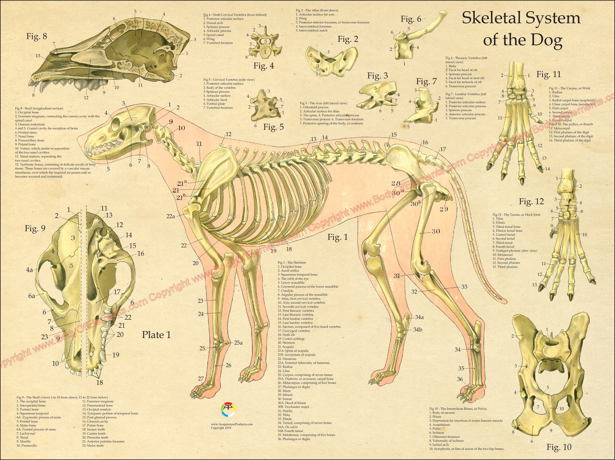 Dog Skeletal Anatomy Poster 18 X 24 – Body of Elements