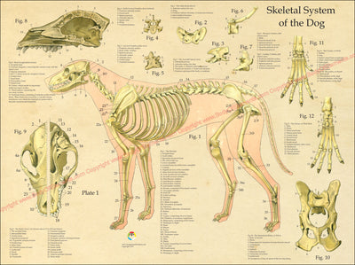Dog skeleton and skull anatomy poster
