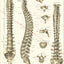 Human spinal anatomy poster