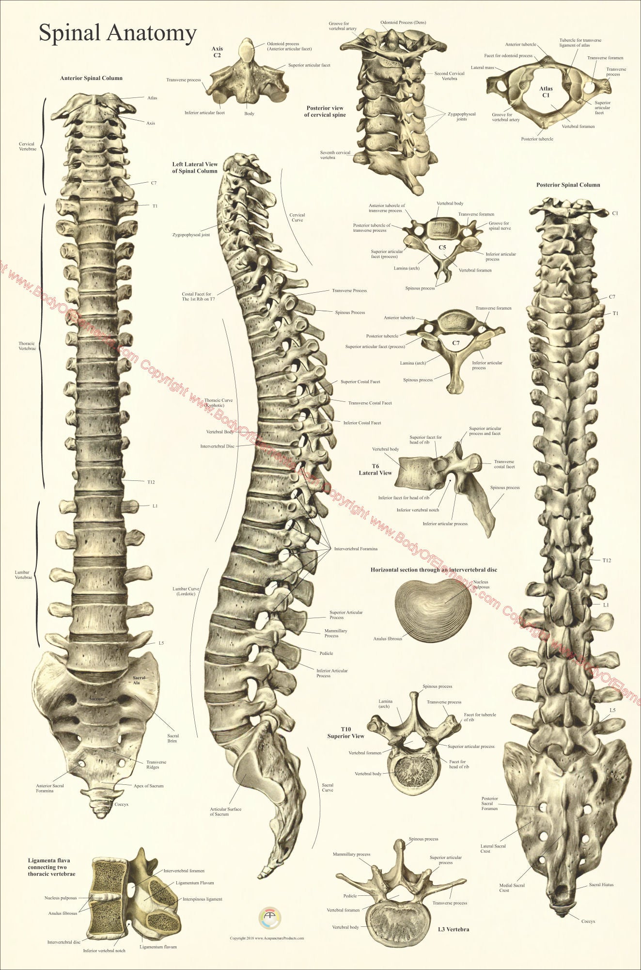 Human spinal anatomy poster