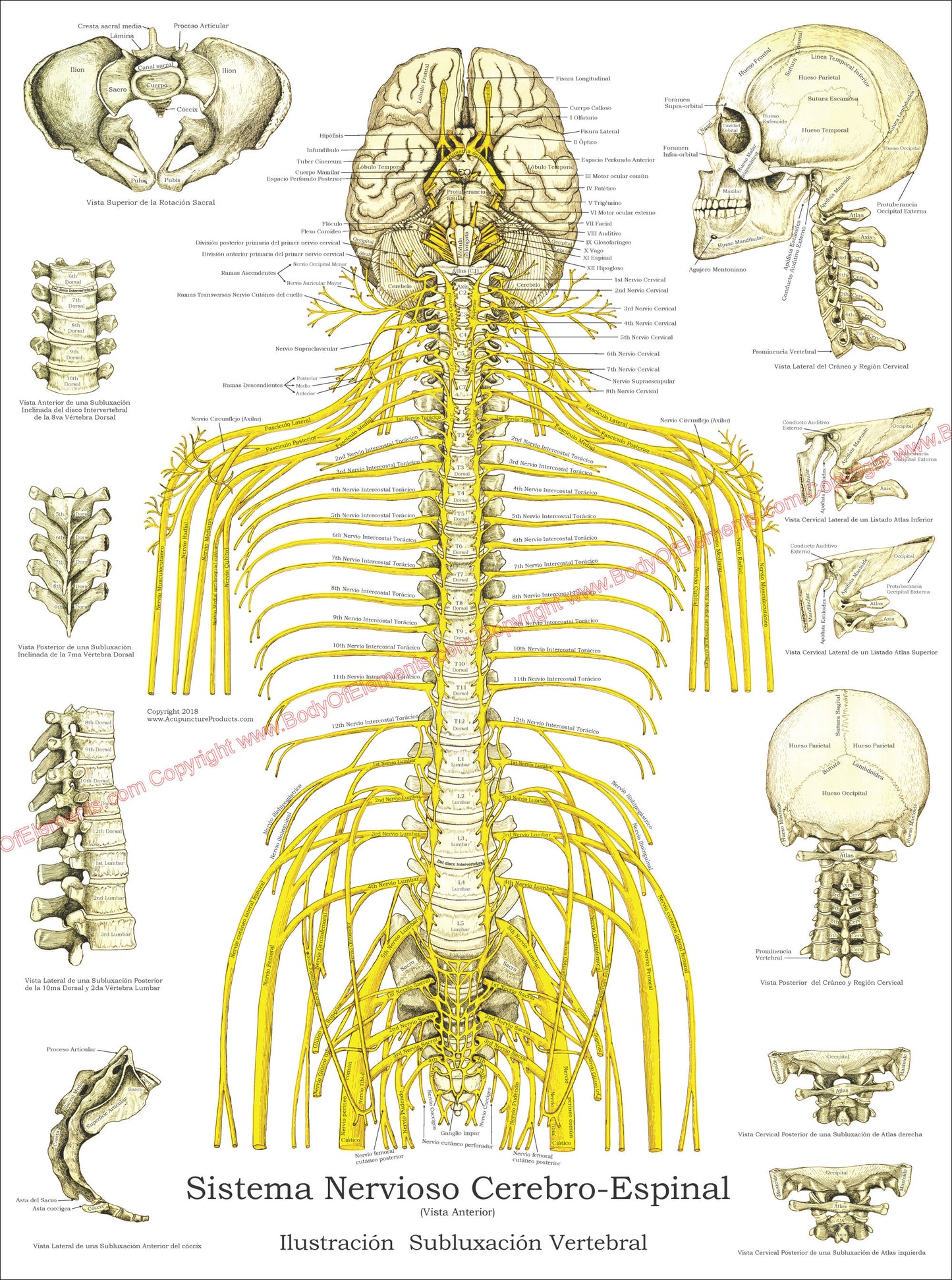 Spinal Nerves and Subluxations Poster