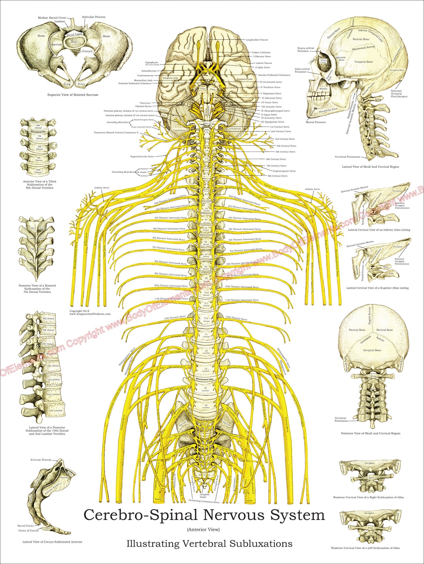 Spinal Nerves and Subluxations Poster