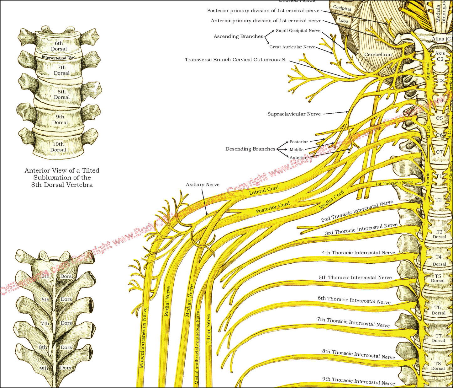 Spinal Nerves and Subluxations Poster