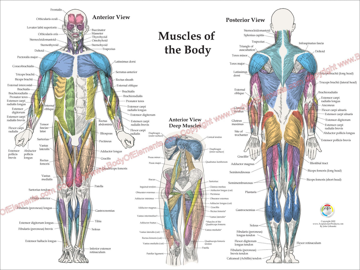 Muscle Anatomy Poster Anterior Posterior Deep Layers 18 X 24