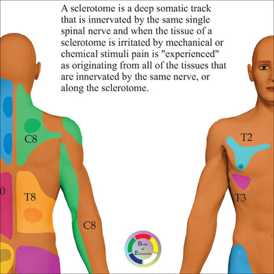 What is the significance of sclerotome pain referral patterns?