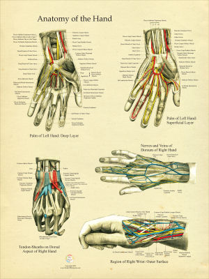 Discover the Vintage Anatomy Poster Collection from Body of Elements