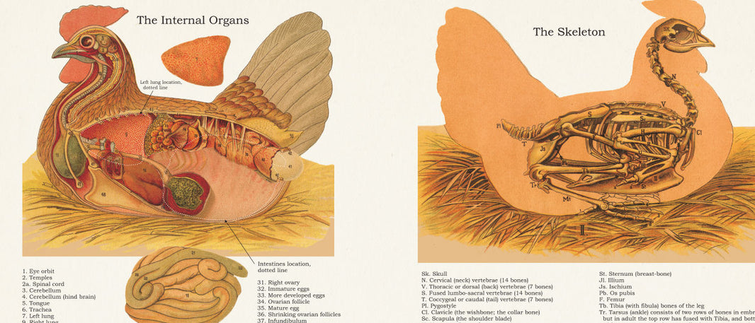 Chicken Organs Color Chart Chicken Anatomy Posters – Body of Elements