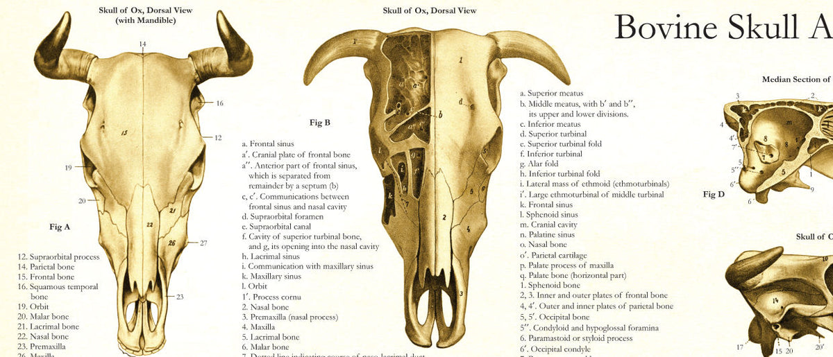 Cow Taphonomy Cow Anatomy Posters – Body of Elements