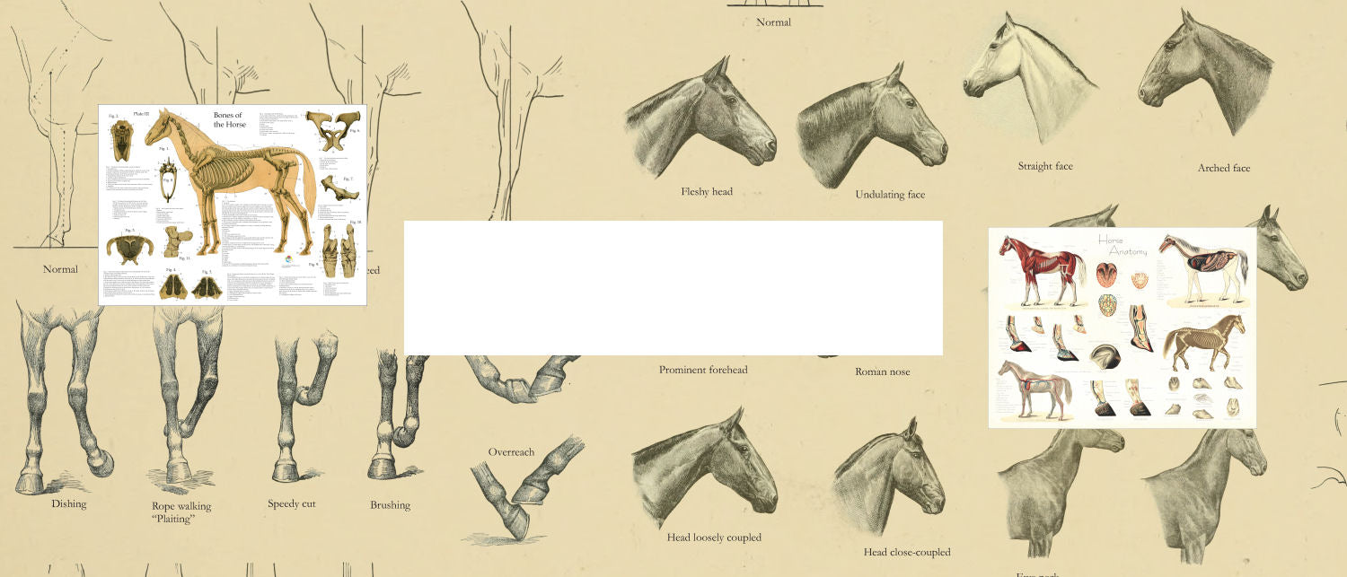 Horse Anatomy Posters – Body of Elements