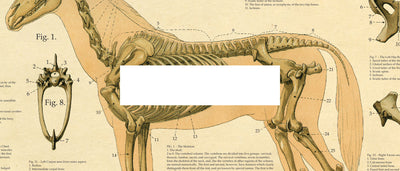 Veterinary Anatomy Posters