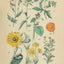 Medicinal Plants Herbs Flowers Vintage Illustrations Digital Print Download 1