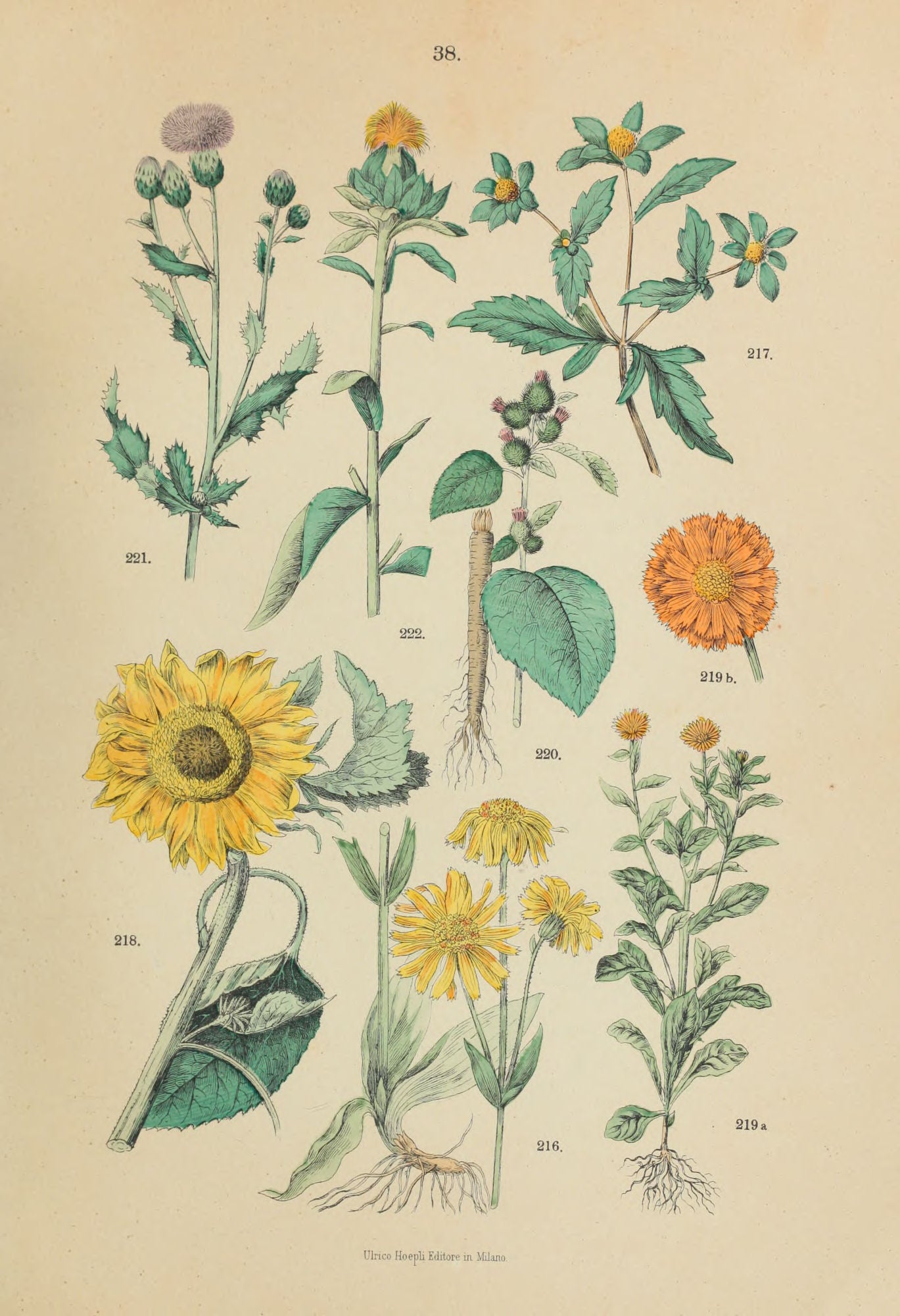 Medicinal Plants Herbs Flowers Vintage Illustrations Digital Print Download 1