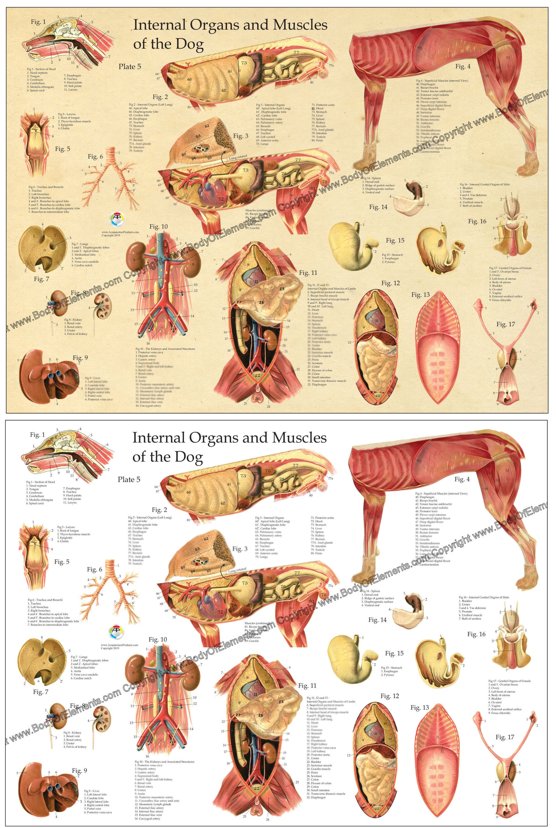 Dog internal organ anatomical chart