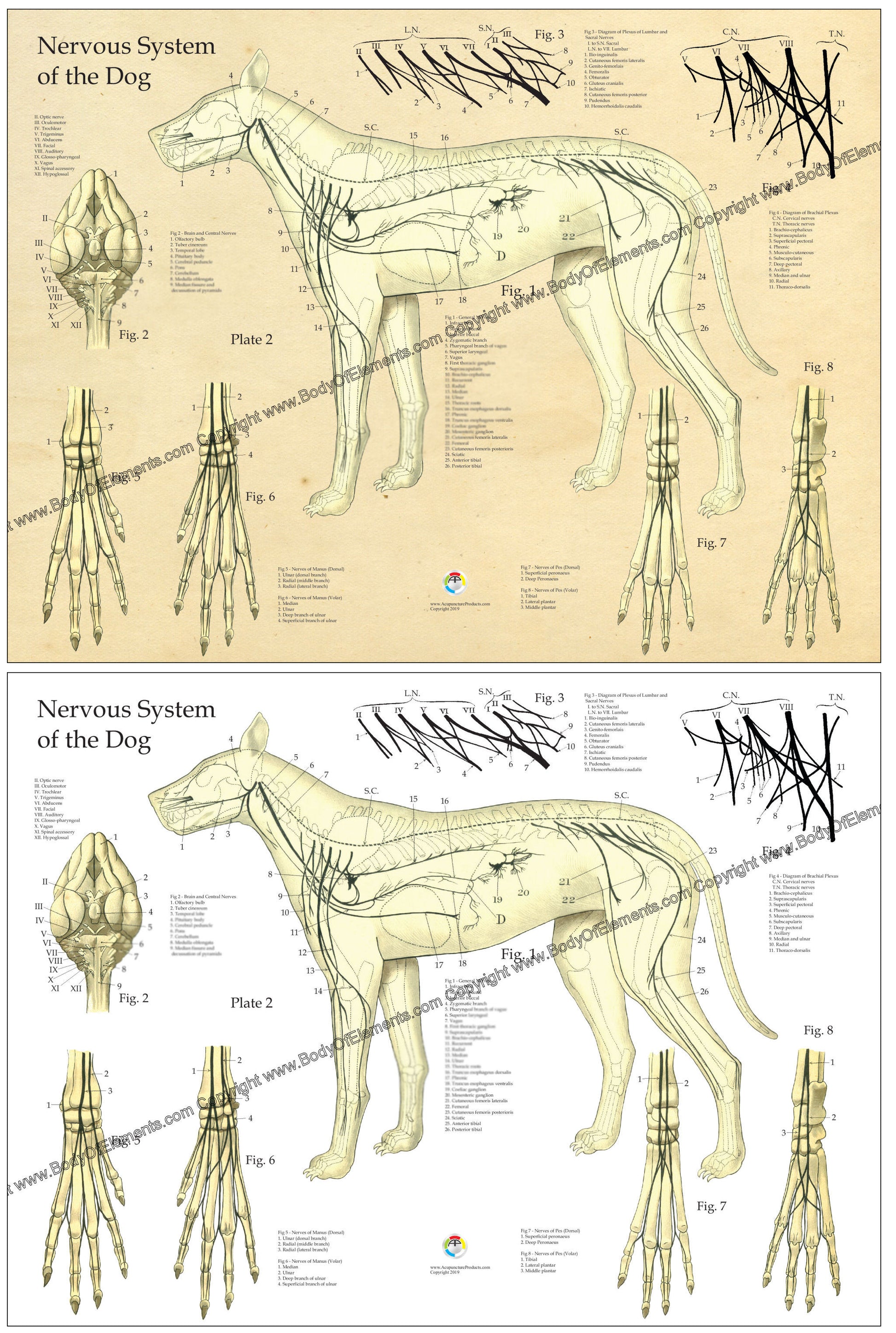Dog nervous system chart