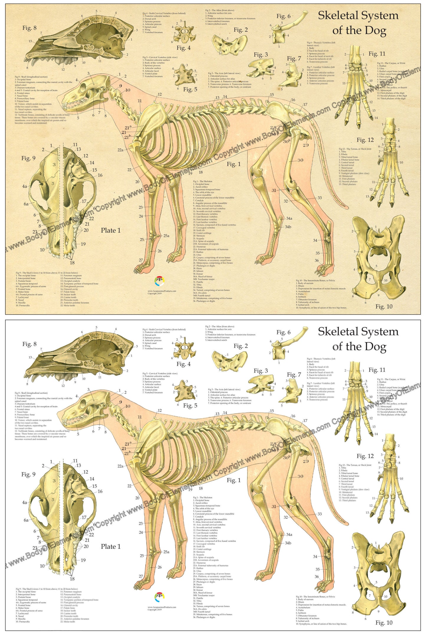 Dog skeletal skull anatomical chart