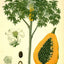 Medicinal Plants Herbs Flowers Vintage Illustrations Digital Print Download 1