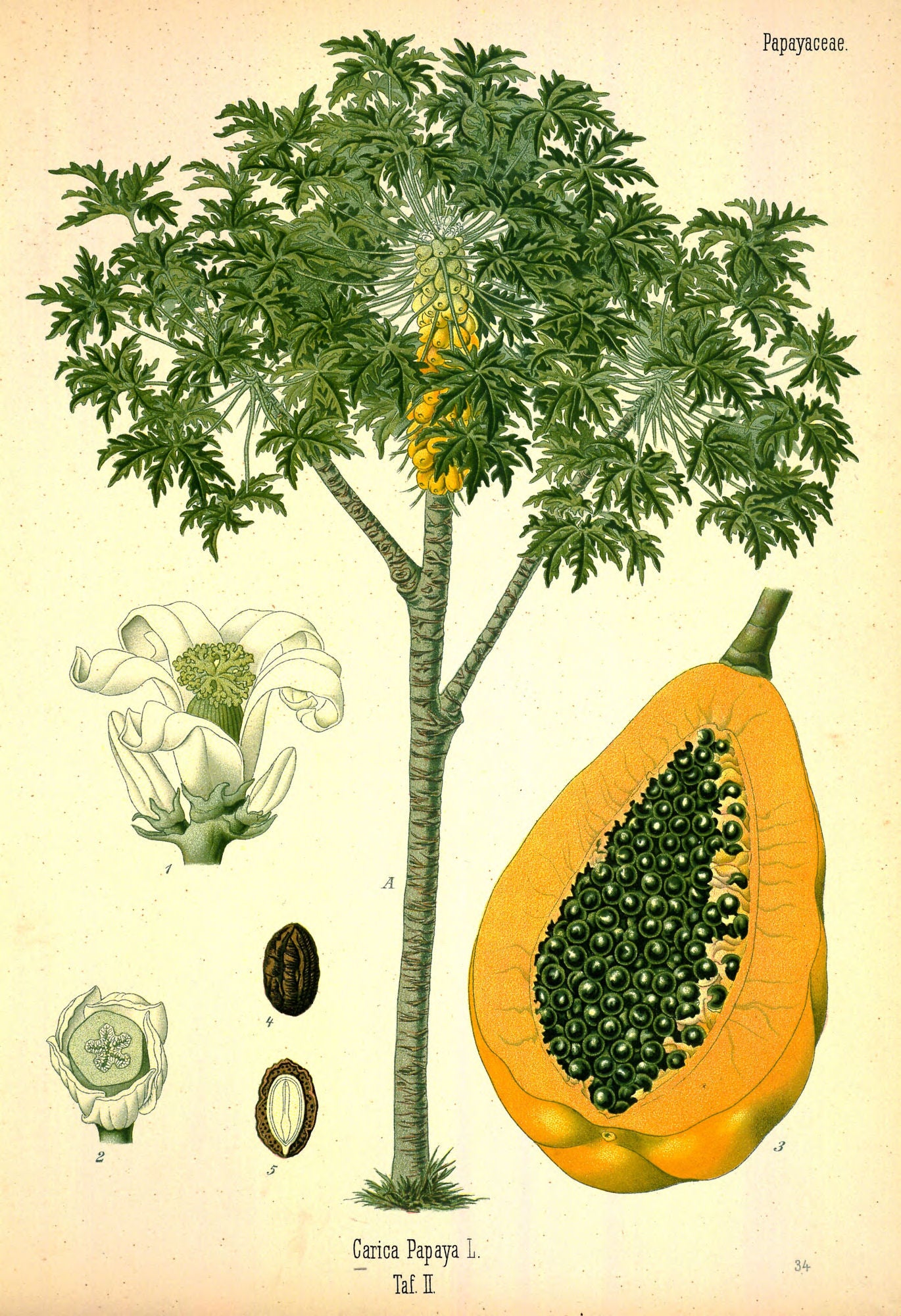 Medicinal Plants Herbs Flowers Vintage Illustrations Digital Print Download 1