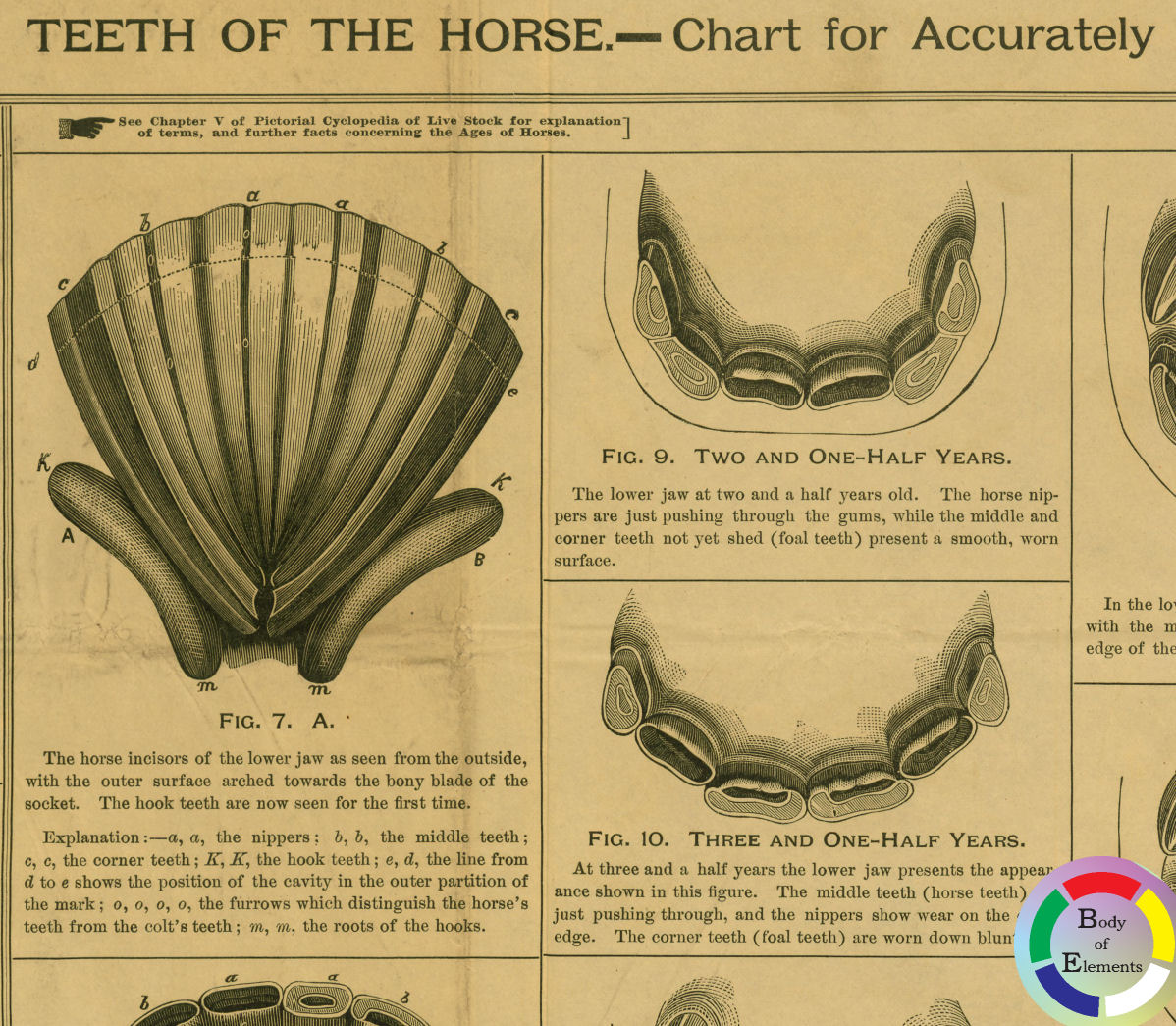 Age of the Horse by Dental Tooth Anatomical Poster