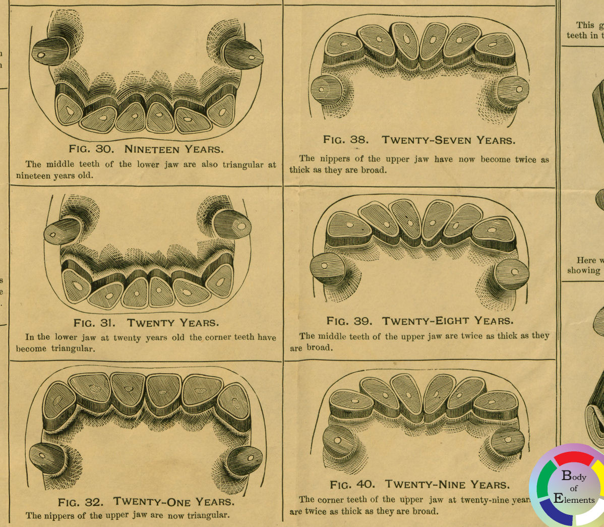 Age of the Horse by Dental Tooth Anatomical Poster