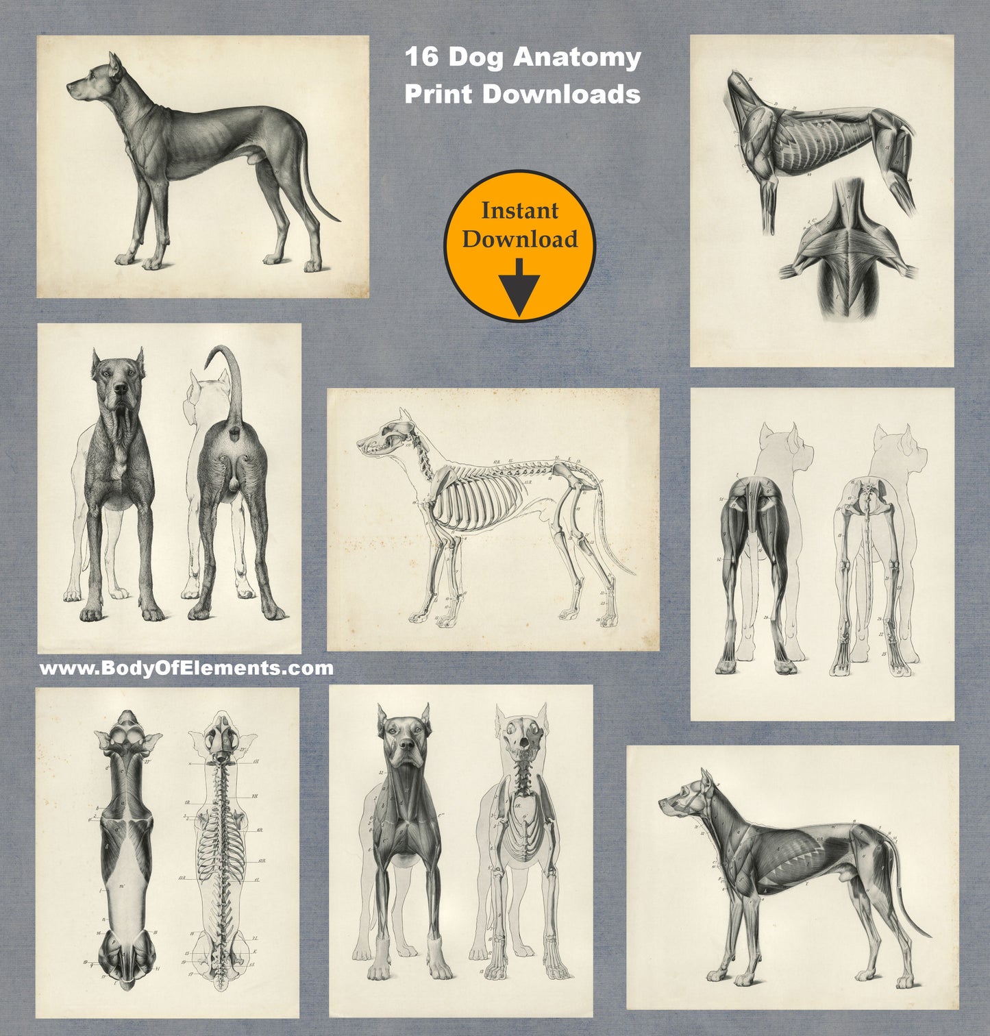 Dog Anatomy Vintage Book Illustrations Digital Print Download