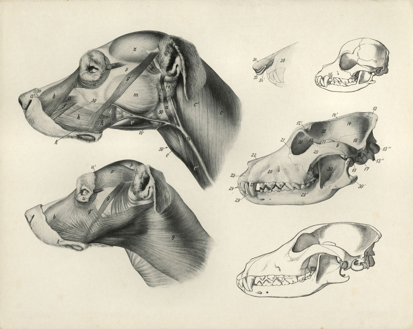 Dog Anatomy Vintage Book Illustrations Digital Print Download