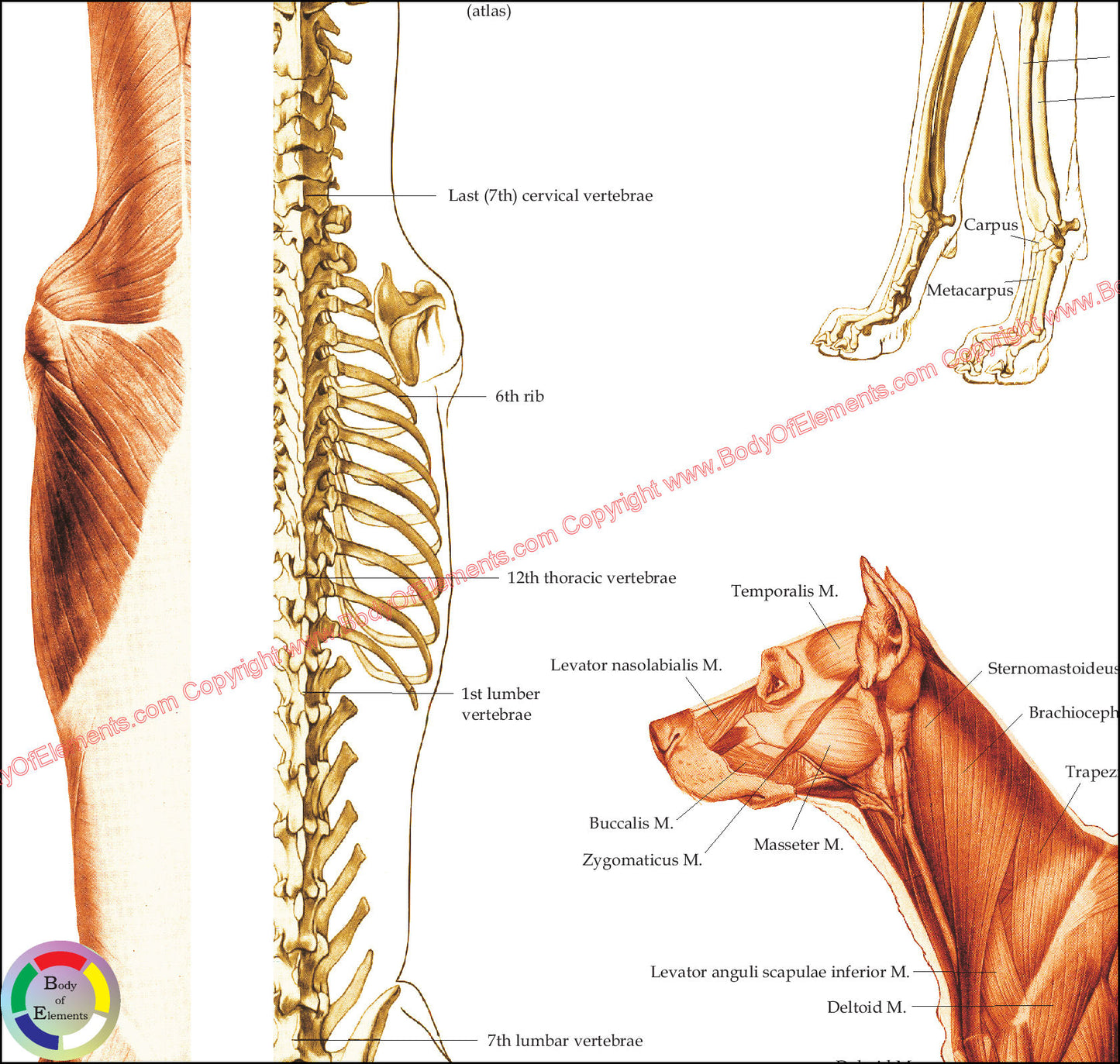 Dog Muscular and Skeletal Anatomy Poster