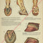 Horse Hoof Foot Anatomy Poster 18" X 24"