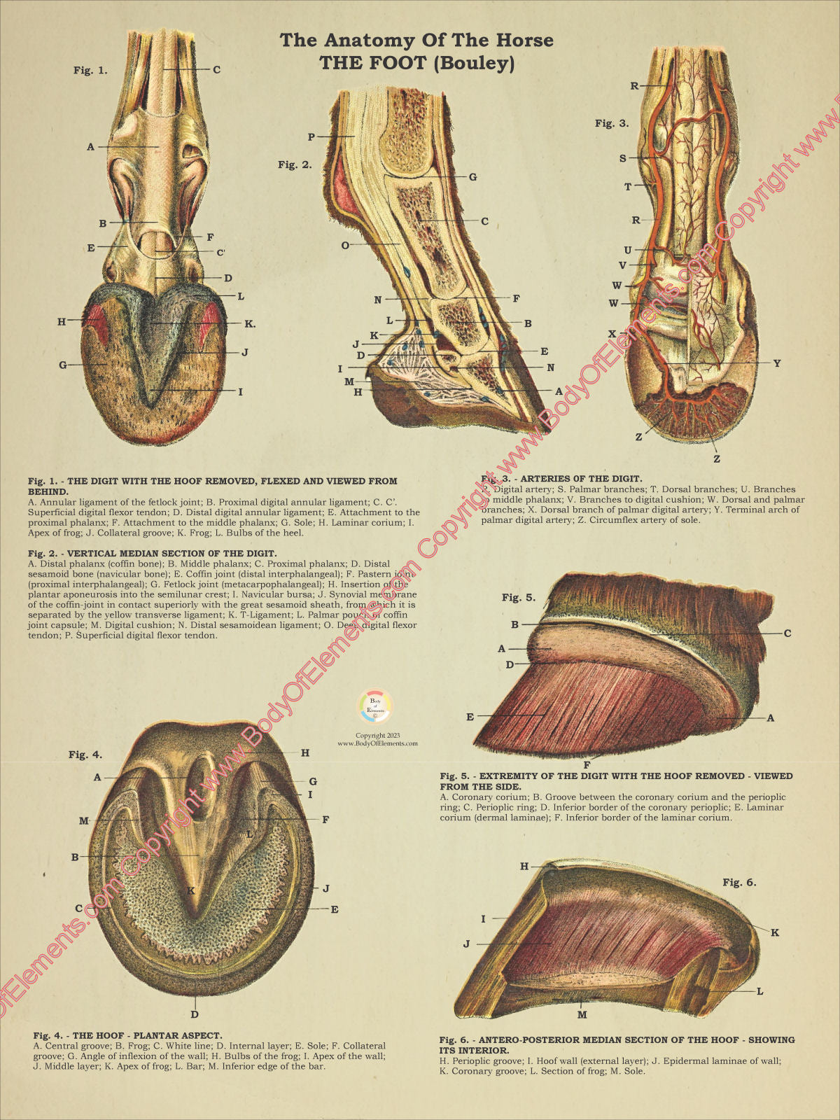 Horse Hoof Foot Anatomy Poster 18" X 24"