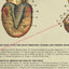 Horse Hoof Foot Anatomy Poster 18" X 24"