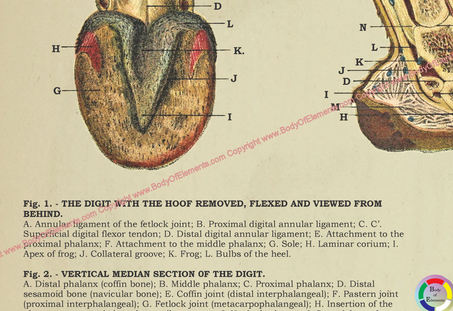 Horse Hoof Foot Anatomy Poster 18" X 24"