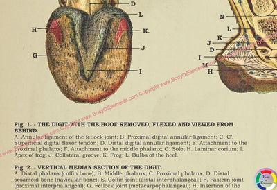 Horse Hoof Foot Anatomy Poster 18" X 24"