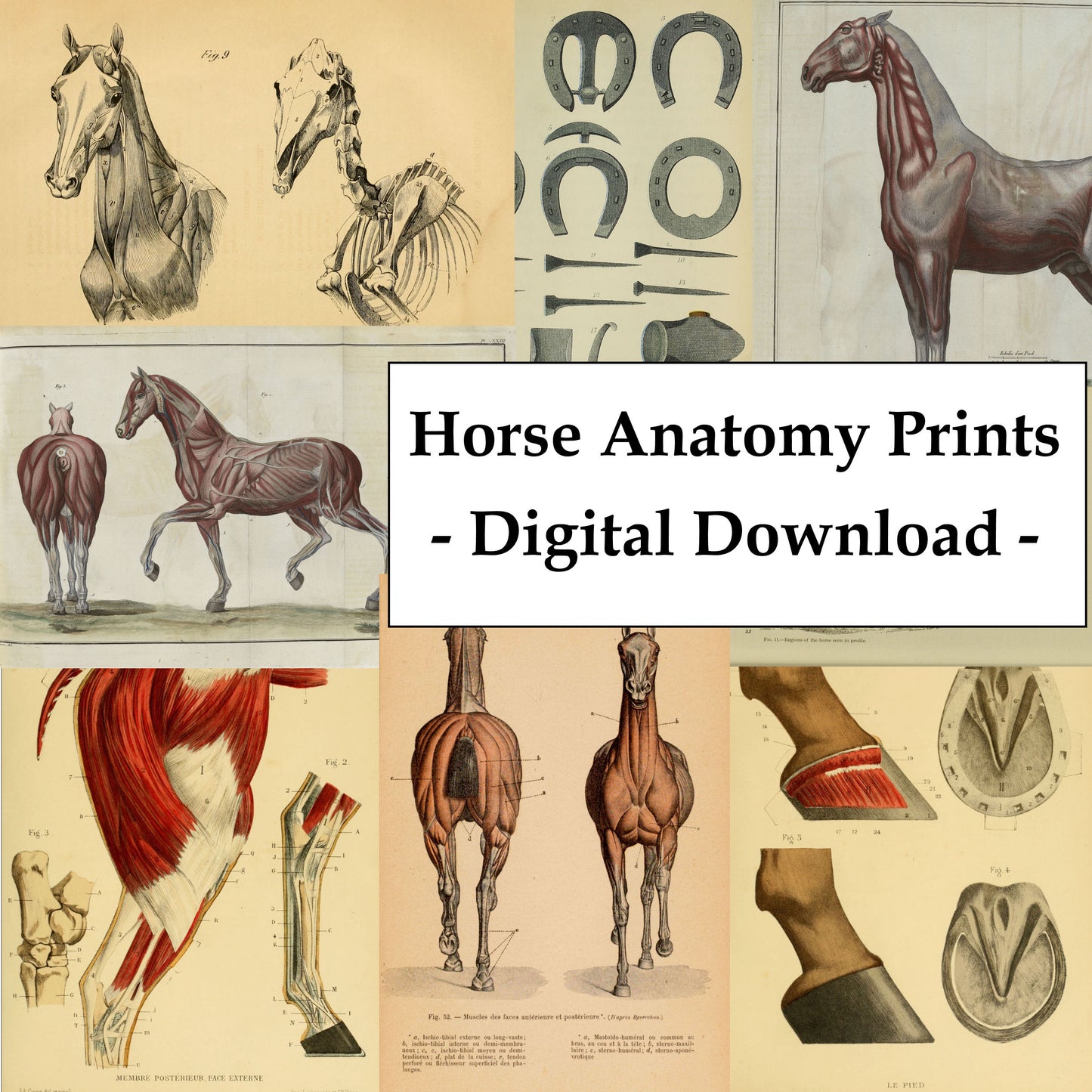 Horse Anatomy Illustrations Ephemera Digital Print Download